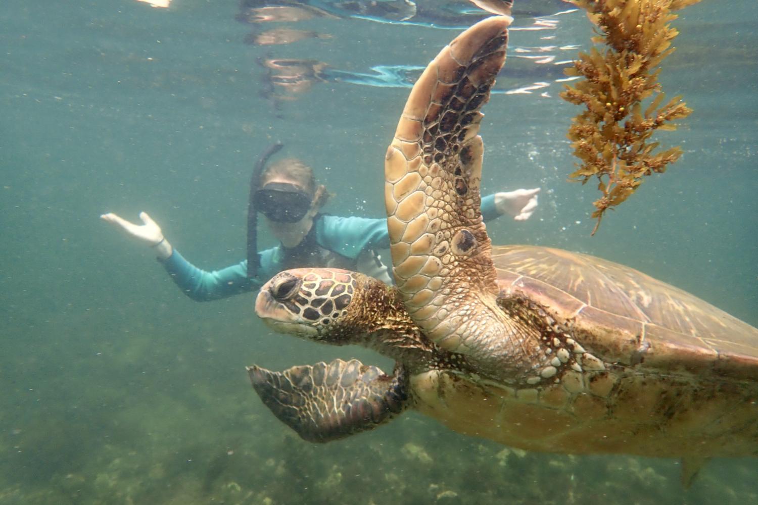 一名<a href='http://news.plunkocity.com'>全球十大赌钱排行app</a>学生在Galápagos群岛游学途中与一只巨龟游泳.